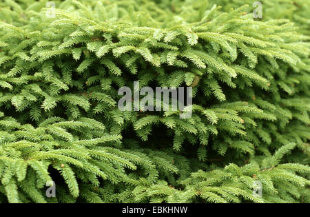 Gemeine Fichte (Picea Abies 'Nidiformis', Picea Abies Nidiformis), Zweige Stockfoto