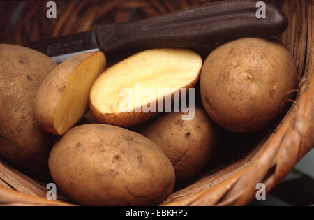 Kartoffel (Solanum Tuberosum 'Belana', Solanum Tuberosum Belana), Sorte Belana, wachsartige Kartoffel in eine baslet Stockfoto