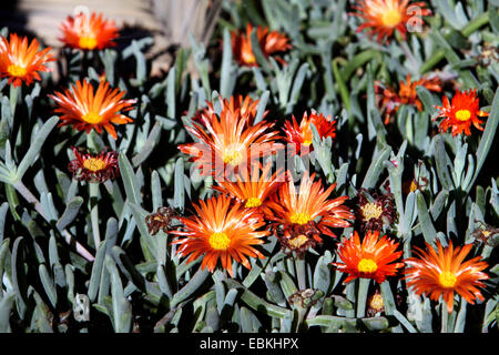 Rot-Finger-Vygie (Malephora Purpureo-Crocea, Malephora Purpureocrocea), Blüte, Kanarische Inseln, Teneriffa Stockfoto