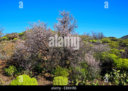 Mandel, Mandel-Baum (Prunus Dulcis, Prunus Amygdalus, Amygdalus Communis, Amygdalus Dulcis), blühender Baum in eine hügelige Buschlandschaft, Kanaren, Teneriffa, Santiago del Teide Stockfoto