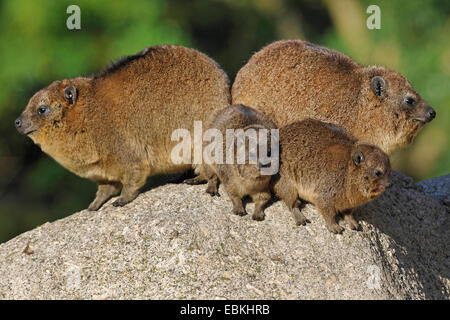 gemeinsamen Rock Hyrax, Rock Klippschliefer (Procavia Capensis), zwei Erwachsene mit zwei Welpen Stockfoto