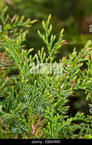 Savin Wacholder, Sadebaum (Juniperus Sabina), Niederlassung Deutschland Stockfoto