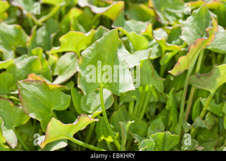 Französisch Sauerampfer, echte französische Sauerampfer (Rumex Scutatus), jungen, frischen Blätter vor der Blüte, Deutschland Stockfoto