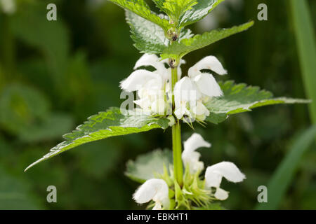 weißer Toten-Brennessel, weiße Taubnessel (Lamium Album), Wirtel von Blumen, Deutschland Stockfoto