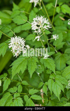 weiße Baneberry (Actaea Pachypoda), blühen Stockfoto