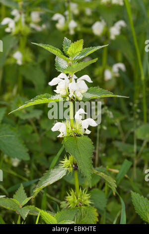 weißer Toten-Brennessel, weiße Taubnessel (Lamium Album), Blütenstand, Deutschland Stockfoto