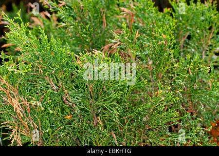 Savin Wacholder, Sadebaum (Juniperus Sabina), Zweige, Deutschland Stockfoto