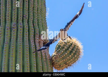 Gila Specht (Melanerpes Uropygialis), fliegen aus der Zucht in der Höhle eine Saguaro, USA, Arizona, Phoenix Stockfoto