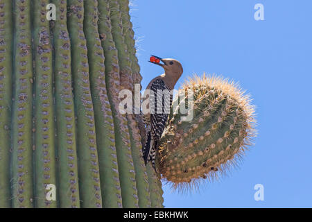 Gila Specht (Melanerpes Uropygialis), im Saguaro nahe dem Verschachtelung Loch mit roten Beeren im Schnabel, USA, Arizona, Phoenix Stockfoto