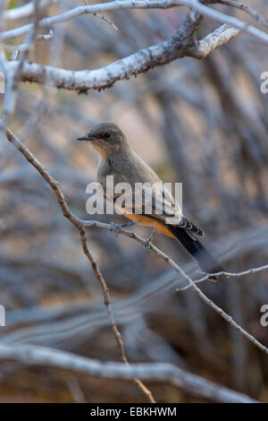 Asche-throated Fliegenfänger (Myiarchus Cinerascens), sitzt auf einem Zweig, USA, Arizona, Phoenix Stockfoto