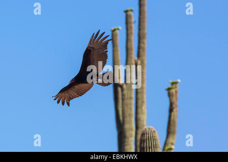 Türkei-Geier (Cathartes Aura), fliegen auf Vorderseite eines blühenden Saguaro, USA, Arizona-Phoenix Stockfoto