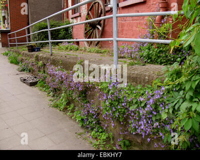 Poscharsky Glockenblume, serbische Glockenblume (Campanula Poscharskyana), wächst auf einer Mauer, Deutschland, Nordrhein-Westfalen Stockfoto