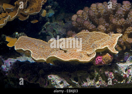 Gefaltete Salat Korallen, Scroll Korallen, Twisted Salat Coral (Turbinaria Mesenterina), seitliche Ansicht Stockfoto