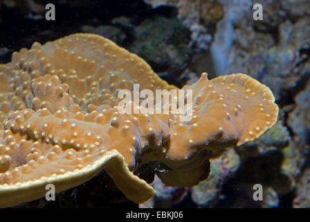 Gefaltete Salat Korallen, Scroll Korallen, Twisted Salat Coral (Turbinaria Mesenterina), seitliche Ansicht Stockfoto