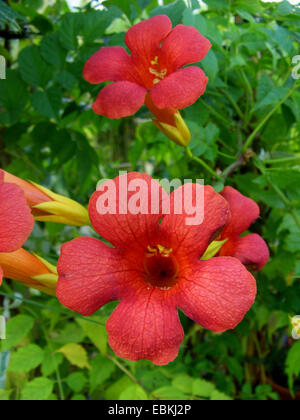 Trompete Schlingpflanze, Trumpet Vine (Campsis 'Madame Galen', Campsis Madame Galen, X tagliabuana Campsis Madame Galen, Campsis Tagliabuana Madame Galen), Madame Galen, blühen Stockfoto