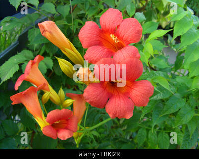 Trompete Schlingpflanze, Trumpet Vine (Campsis 'Madame Galen', Campsis Madame Galen, X tagliabuana Campsis Madame Galen, Campsis Tagliabuana Madame Galen), Madame Galen, blühen Stockfoto