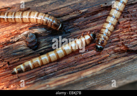 Kingworm, Superworm (Zophobas Morio), Larven auf Holz Stockfoto