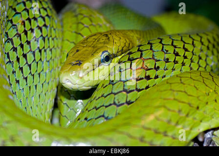 Mangrove Ratsnake (Gonyosoma Oxycephalum, bieten Oxycephala), portrait Stockfoto