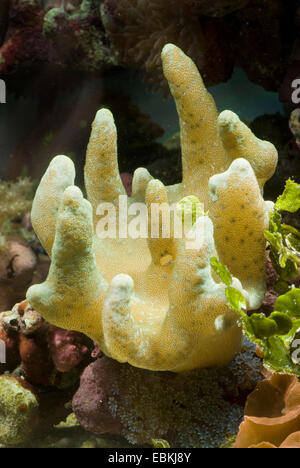 Weichkorallen, Finger Leder (Lobophytum Spec.) Stockfoto