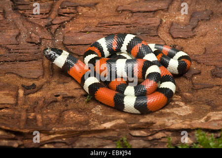 Pueblan Milch Schlange (Lampropeltis Triangulus Campbelli), auf einem Baumstamm liegend Stockfoto