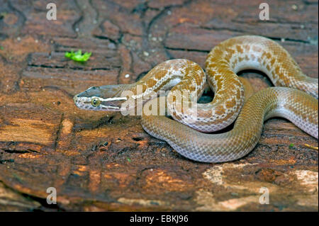 Gemeinsamen Haus Schlange, gemeinsame braunen Haus Schlange (Boaedon Fuliginosus, Lamprophis Fuliginosus), auf einem Baumstamm liegend Stockfoto