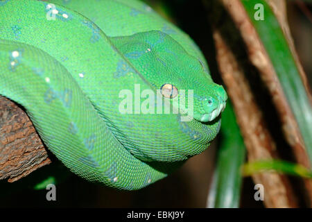 Grüner Baumpython (Chondropython Viridis, Morelia Viridis), liegend auf einem Ast Stockfoto