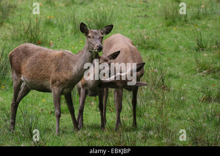 Rothirsch (Cervus Elaphus), zwei Hirschkühe mit ein Kalb, Deutschland Stockfoto