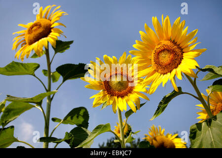 gewöhnliche Sonnenblume (Helianthus Annuus), blühenden Sonnenblumen vor blauem Himmel, Deutschland Stockfoto