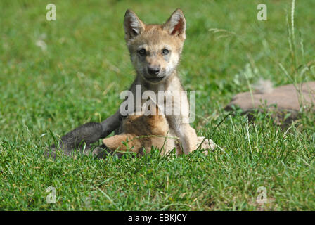 Europäische graue Wolf (Canis Lupus Lupus), zwei Welpen spielen Stockfoto