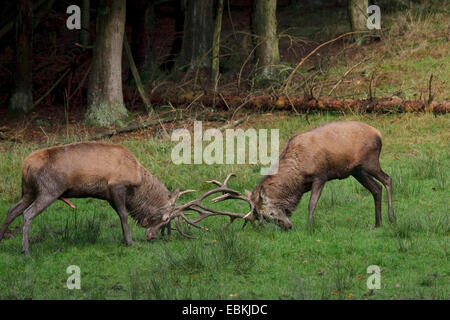 Rothirsch (Cervus Elaphus), zwei Bullen in einem Spurrinnenbildung Kampf, Deutschland Stockfoto