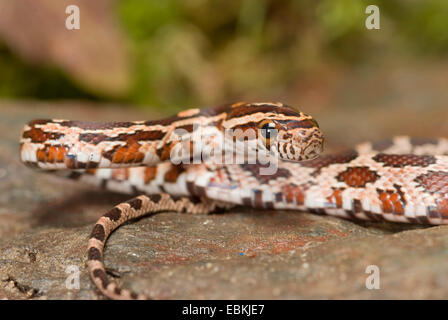 Kornnatter (bieten Guttata, Pantherophis Guttatus), portrait Stockfoto