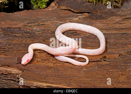 Kornnatter (bieten Guttata, Pantherophis Guttatus), züchten Snow Stockfoto