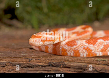 Kornnatter (bieten Guttata, Pantherophis Guttatus), züchten Albino, Porträt Stockfoto