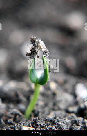 gewöhnliche Sonnenblume (Helianthus Annuus), Sämling Stockfoto