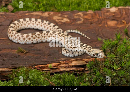 Bullsnake (Pituophis Catenifer ehrlich), liegend auf Holz Stockfoto