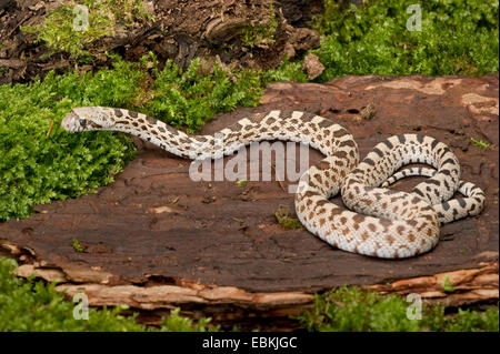 Bullsnake (Pituophis Catenifer ehrlich), liegend auf Holz Stockfoto