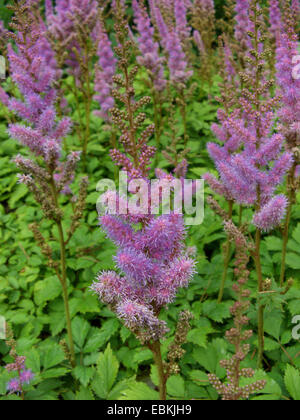 falsche Ziege Bart, chinesische Astilbe (Astilbe Chinensis var. Pumila), blühen Stockfoto