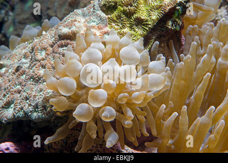 vierfarbige Anemone, Blase-Tip Anemone, Birne-Tip Anemone, Birne-Tentakel Seeanemone, kastanienbraunen Anemone (Entacmaea Quadricolor), Seitenansicht Stockfoto