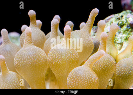 vierfarbige Anemone, Blase-Tip Anemone, Birne-Tip Anemone, Birne-Tentakel Seeanemone, kastanienbraunen Anemone (Entacmaea Quadricolor), Nahaufnahme Stockfoto