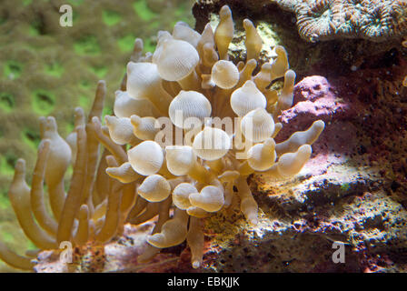 vierfarbige Anemone, Blase-Tip Anemone, Birne-Tip Anemone, Birne-Tentakel Seeanemone, kastanienbraunen Anemone (Entacmaea Quadricolor), erhöhte Ansicht Stockfoto