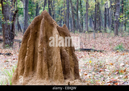 Mound Termitenhügel, Indien, Madhya Pradesh, Kanha Nationalpark Stockfoto