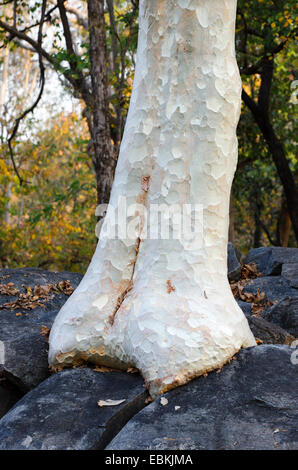 Indischen Geist Baum, Kullu (Sterculia Urens), Kampferlorbeer auf Felsen, Indien, Madhya Pradesh Stockfoto