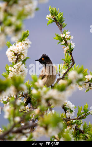 Kap-Bülbül (Pycnonotus Capensis), sitzt auf einem blühenden Baum, Lesotho Stockfoto