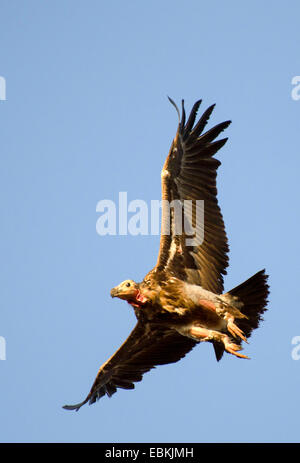 Rothaarige Geier, asiatische König Geier, indische Schwarzgeier, Pondicherry Geier (Sarcogyps Calvus), im Flug, Indien, Madhya Pradesh Stockfoto