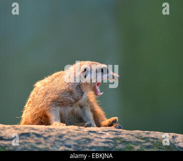 Suricate, schlank-tailed Erdmännchen (Suricata Suricatta), sitzt auf einem Stein, Gähnen Stockfoto