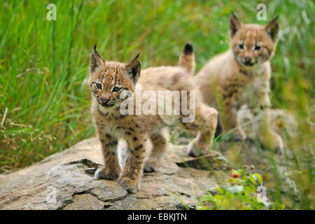 Eurasischer Luchs (Lynx Lynx), zwei Jungtiere auf einem Felsen, Deutschland Stockfoto