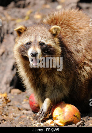 gemeinsamen Waschbär (Procyon Lotor), sitzen auf dem Boden einer Fütterung Früchte, Deutschland Stockfoto