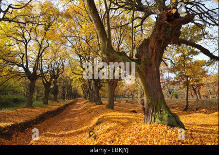 kleinblättrige Linde, Littleleaf Linden, kleines Blatt Linde (Tilia Cordata), Gasse der alten Bäume im Herbst, Deutschland, Thüringen Stockfoto