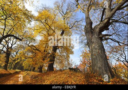 kleinblättrige Linde, Littleleaf Linden, kleines Blatt Linde (Tilia Cordata), Gasse der alten Bäume im Herbst, Deutschland, Thüringen Stockfoto