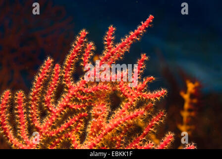 Rote Gorgonien (Menella spec.), detail Stockfoto